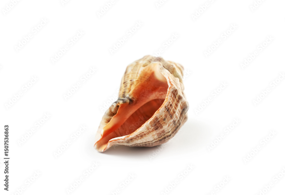 Naklejka premium Shell from a coastal region showcasing intricate patterns and colors found on a sandy beach during low tide