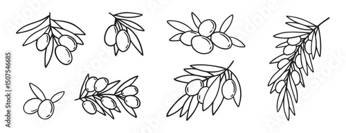  olive branch isolated doodle hand drawn on white background set. Outline drawing olive tree branch for menu, logo, greeting cards