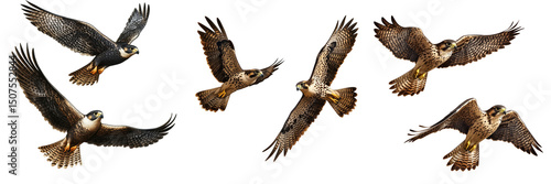 Set of Photorealistic 3D image of a peregrine falcon with detailed feathers and textures, posed on a smooth gray surface on transparent png background. Ai generated