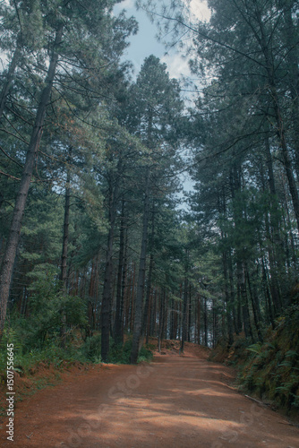 Forest Road Curving Through the Wilderness