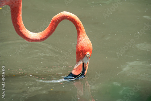 Red flamingo (Phoenicopterus) in the lake filtering the water to obtain its food at Jurong Bird Park, Singapore