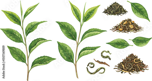 Watercolor set of fresh tea leaves and crumbly dry tea. Hand drawn illustration on isolated background, suitable for menu design, 