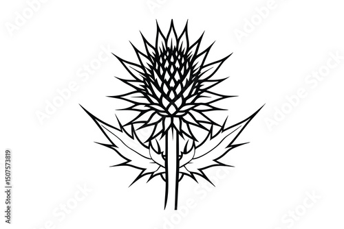 Elegant black and white thistle flower line art botanical illustration
