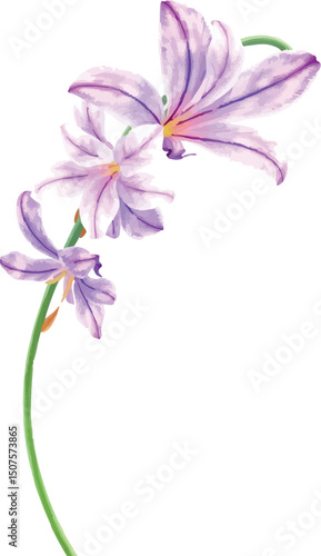 Freesia flower in watercolor. Isolated fragrant floral element for spring and wedding themes.