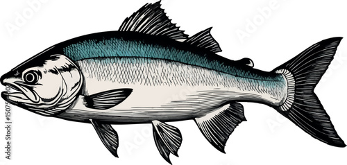 Salmon fish in detailed vintage engraving style on white