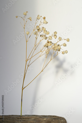 branch of dried flowers on a wooden base with blurred background and shadows ideal for mockup