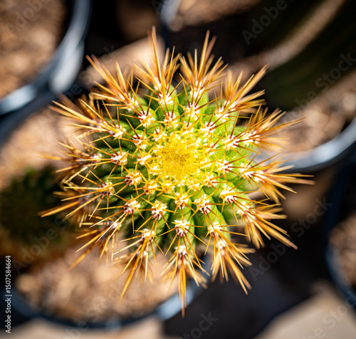 Macro image bird's eye view, large cactus native to South America