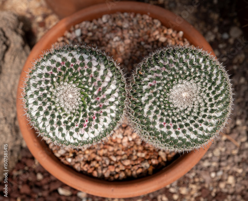Mammillaria hahniana, old lady cactus, macro, bird's eye view