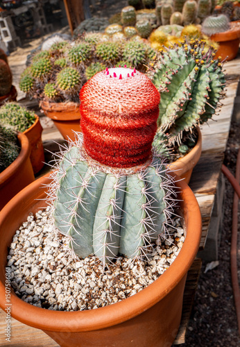 Turk's Hat Cactus, Melocactus azureus from Bahia Brazil