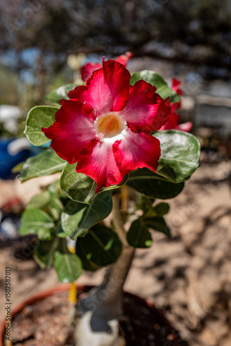 Adenium obesum, desert rose, caudex, macro image, sonoran desert