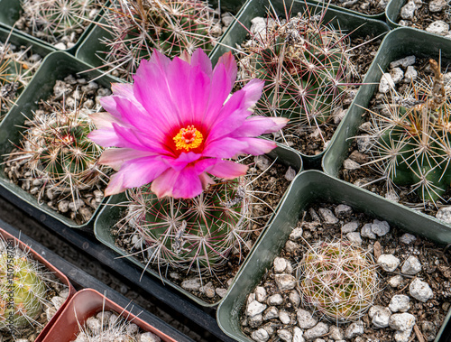 Thelocactus bicolor, the glory of Texas, northern Chihuahuan Desert of Texas and Mexico