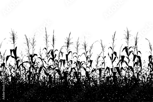 Drought resistant crops growing successfully, vector graphic