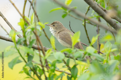 The bird Whitethroat sings a song on a branch of a spring tree