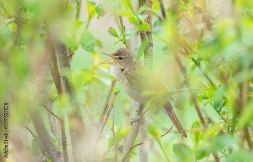 The bird Whitethroat sings a song on a branch of a spring tree