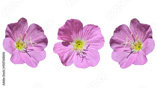 Pinkladies: a species of Evening primrose, its botanical name is Oenothera speciosa (isolated on white background).