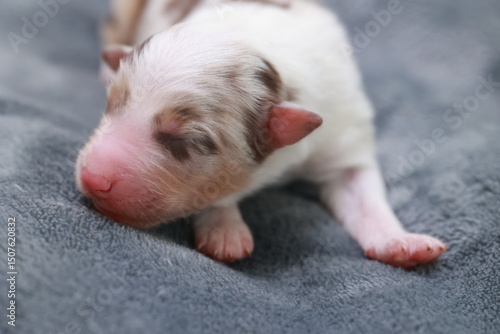 A puppy is sleeping on a blanket