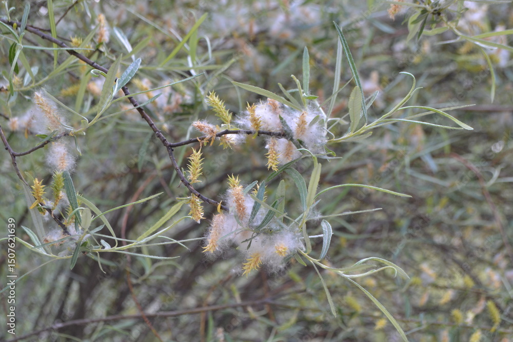 Fototapeta premium Spring blossoms in the botanical garden of Madrid. Salix Elaeagnos. Salicaseae