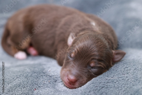 A brown puppy is sleeping on a blanket