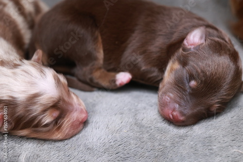 Two puppies are sleeping on a blanket