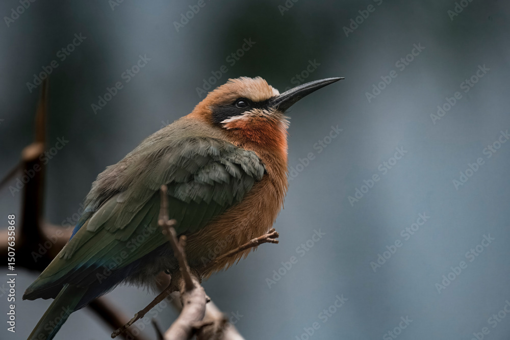 Fototapeta premium The White-Fronted Bee-Eater (Merops bullockoides).