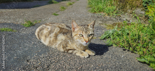 A beautiful cat sitting relaxed on the street
