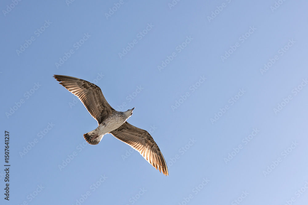 Obraz premium Seagulls fly freely in the sky