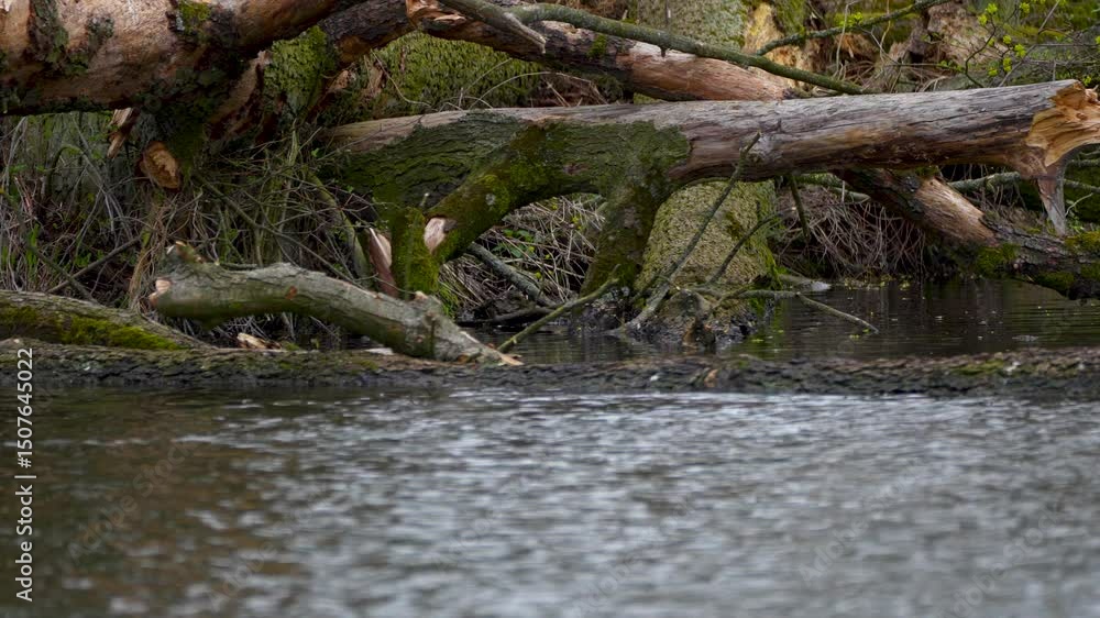 fallen trees near the water fallen trees near the water