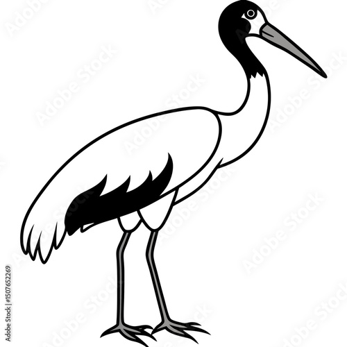 Black-necked Stork Vector on White Background