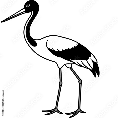 Black-necked Stork Vector on White Background