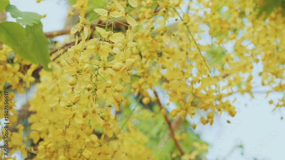 Cassia fistula flowers swinging slowly in breeze, captured on a sunny day with beautiful light.