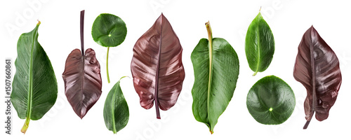 Exotic tropical green, purple leaves collection photography isolated. PNG with transparent background. Flat lay. Without shadow.