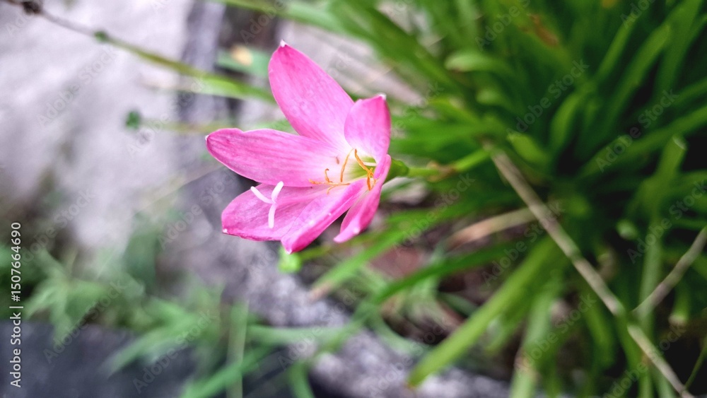 Close-Up of Pink Rain Lily Flowers: Zephyranthes minuta Blooms with Bright Pink Petals in a Garden Environment, Lush Greenery
Close-Up of Pink Rain Lily Flowers: Zephyranthes minuta Blooms with Bright Pink Petals in a Garden Environment, Lush Greenery
