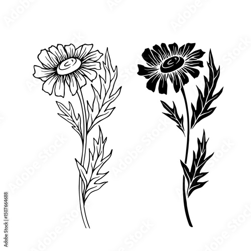 Line sketch, silhouette, stamp of wild flowers chamomile. Vector graphics.