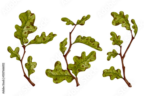 Set of colorful autumn oak branches. Vector graphics.