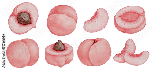 Set of colorful peaches and summer fruit pieces. Vector graphics.