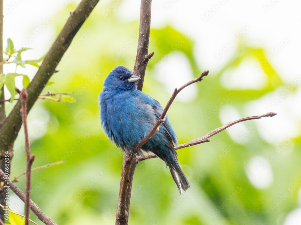 A bright bue male Indigo Bunting fluffed up and perched on a narrow twig A bright bue male Indigo Bunting fluffed up and perched on a narrow twig