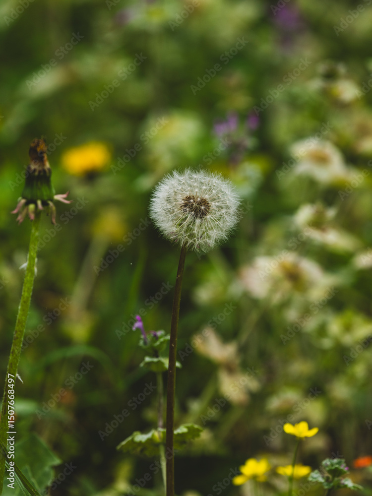 beautiful flowers in the nature beautiful flowers in the nature