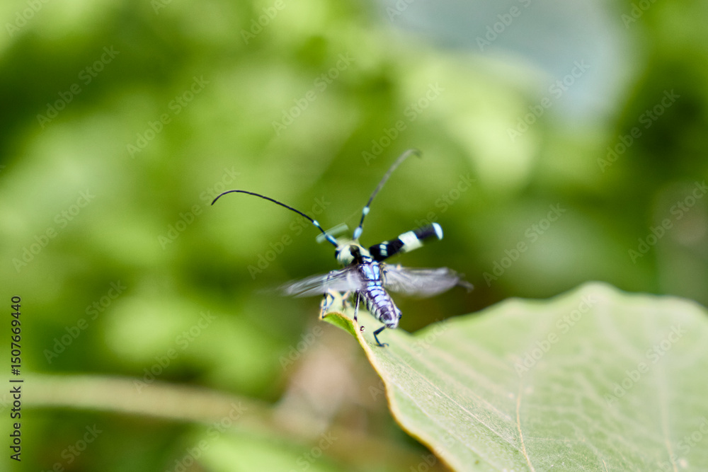 Naklejka premium ラミーカミキリ