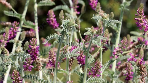 Braunton Milkvetch, Astragalus Brauntonii, a captivating native synoecious perennial suffrutescent herb displaying axillary raceme inflorescences during Spring in the Santa Monica Mountains.