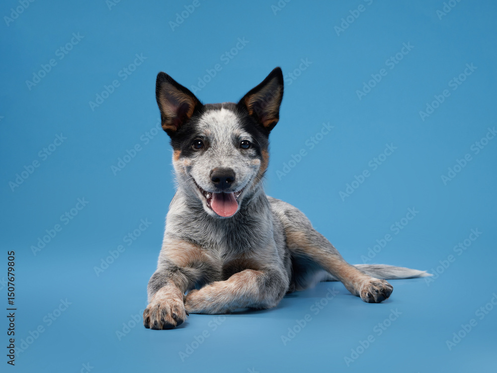 Naklejka premium A blue heeler lies playfully on a blue backdrop, showing its relaxed yet spirited demeanor. The vibrant colors emphasize the dog's lively and joyful personality.