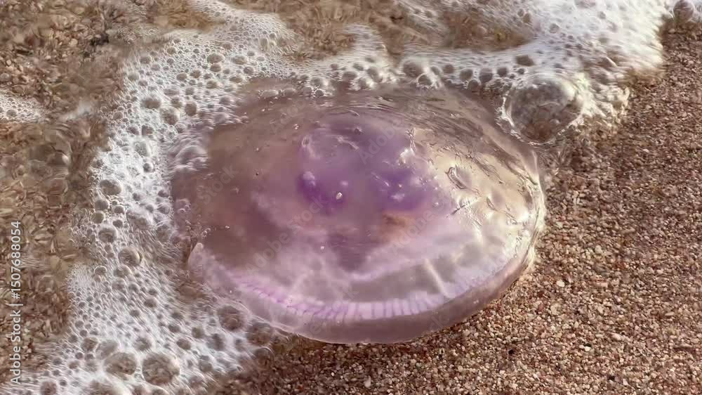 A vibrant jellyfish is spotted on a sandy beach, gently resting among soft waves as sunlight glimmers on its surface. The scene captures the beauty of marine life. A vibrant jellyfish is spotted on a sandy beach, gently resting among soft waves as sunlight glimmers on its surface. The scene captures the beauty of marine life.
