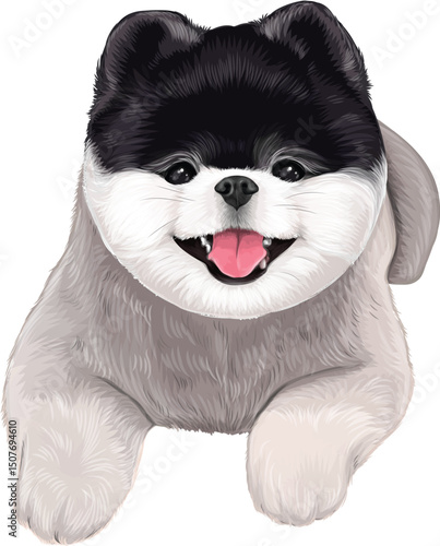Two colors of Pomeranian chubby puppy smiling dog art of drawing illustration animal cute