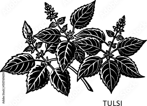 Vector illustration of Ocimum tenuiflorum, known as holy basil or tulsi,, Hand drawn holy basil or tulsi plant