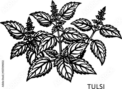 Vector illustration of Ocimum tenuiflorum, known as holy basil or tulsi,, Hand drawn holy basil or tulsi plant
