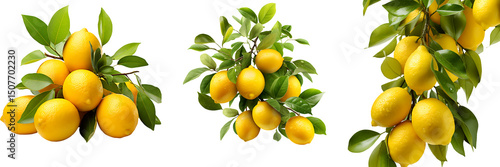 Set of fresh lemons on tree isolated on transparent background