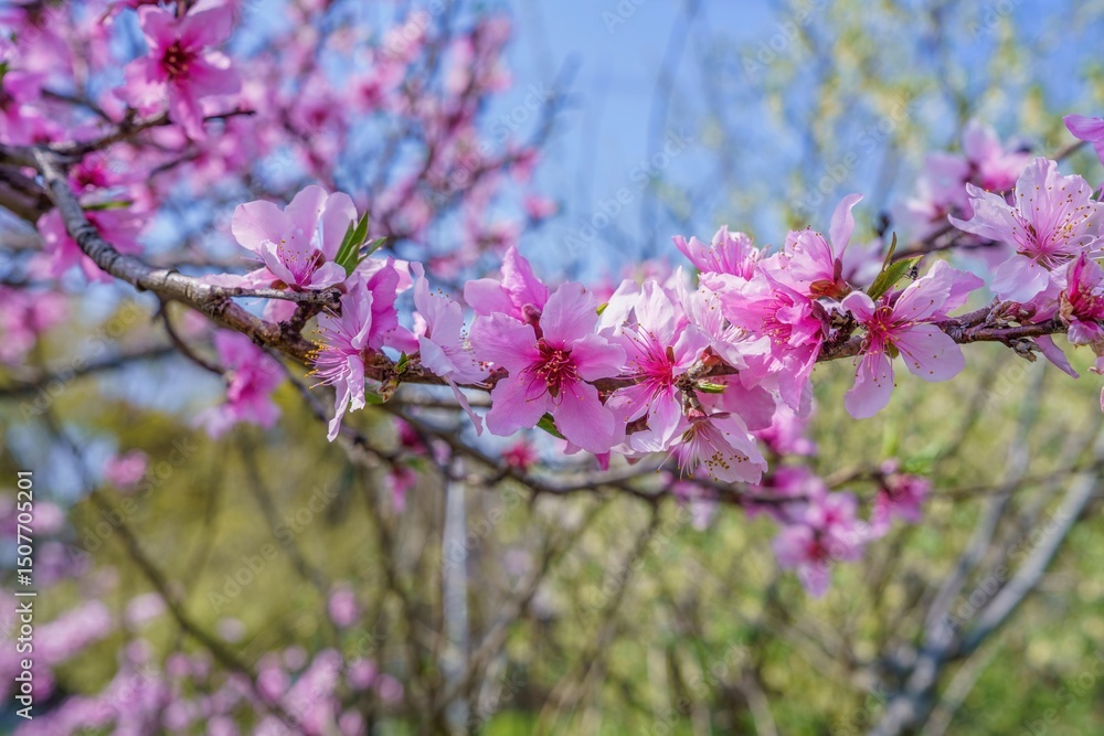 Fototapeta premium 光を浴びて輝く満開のアーモンドの花