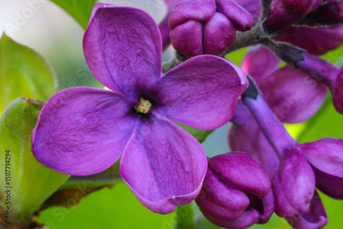 Common Lilac Cross Petals 05