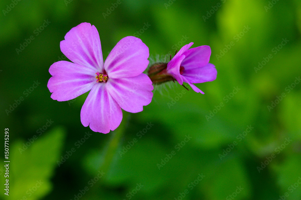 Floating Pink Geraniium 04 Floating Pink Geraniium 04