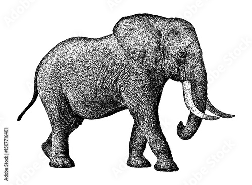 Photography Illustration of an elephant in vintage stipple engraving style isolated on trans