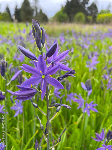 Purple Camas Field 02